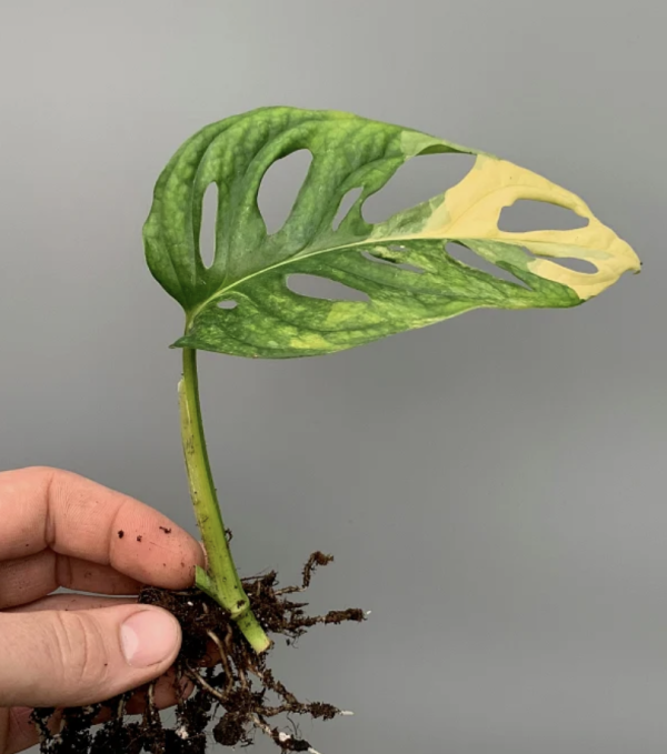 Swiss Cheese Plant Clipping